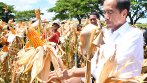 Presiden Senang Produksi Jagung di Sumbawa NTB Maju